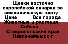 Щенки восточно европейской овчарки за символическую плату › Цена ­ 250 - Все города Животные и растения » Собаки   . Ставропольский край,Невинномысск г.